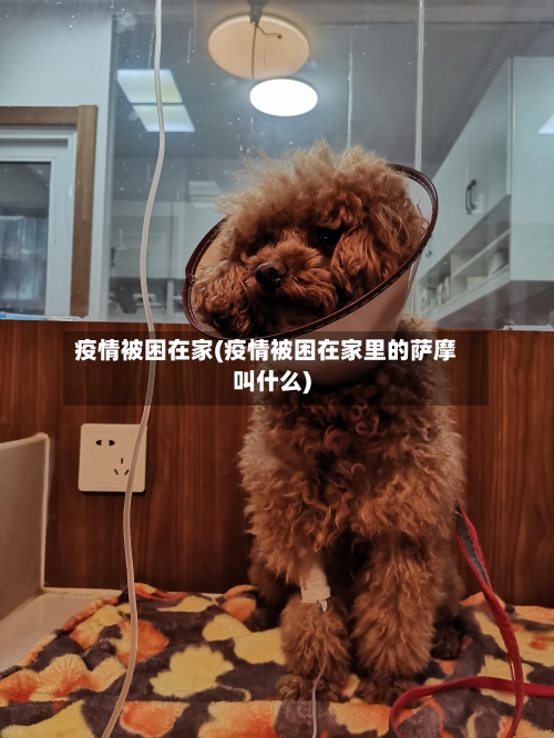 疫情被困在家(疫情被困在家里的萨摩叫什么)