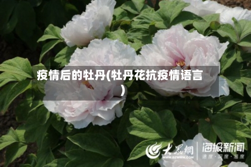 疫情后的牡丹(牡丹花抗疫情语言)