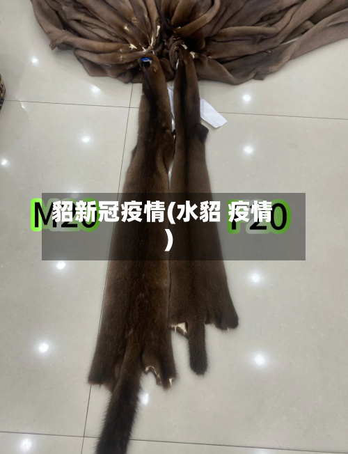 貂新冠疫情(水貂 疫情)-第3张图片